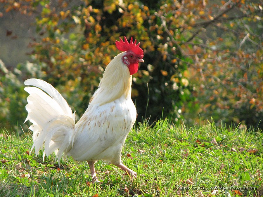 cancervo 207.jpg - Gallo